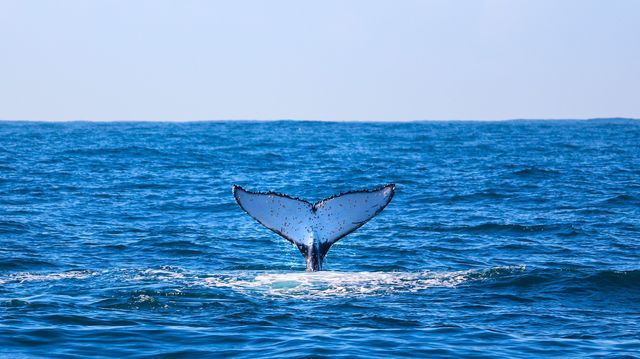 Snap Instant Live Photos on the Whale-Rich Shoreline