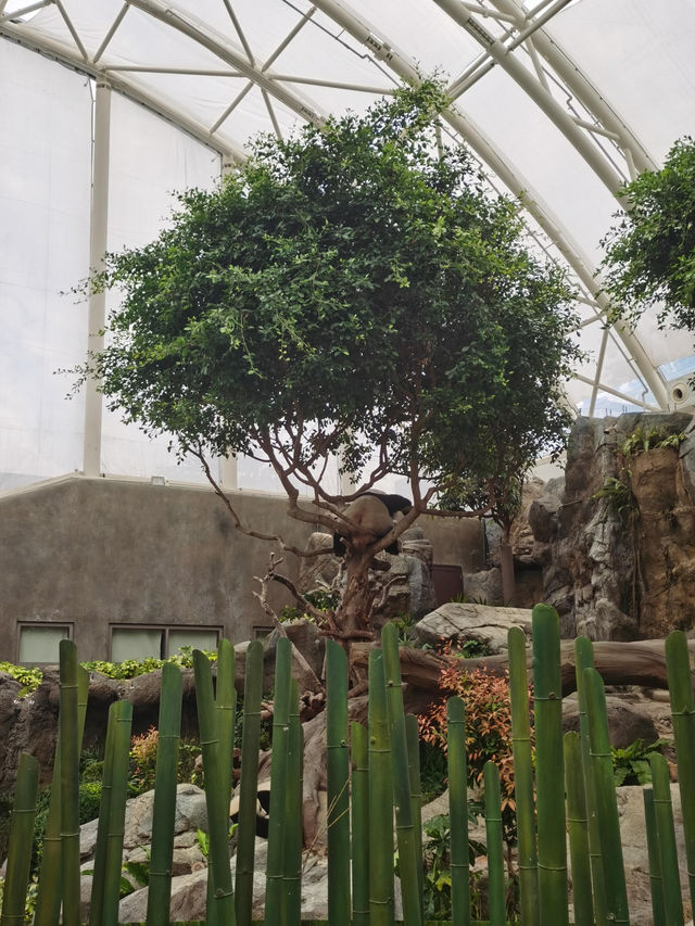 寶寶在香港海洋公園+水上樂園的玩樂攻略來啦📍