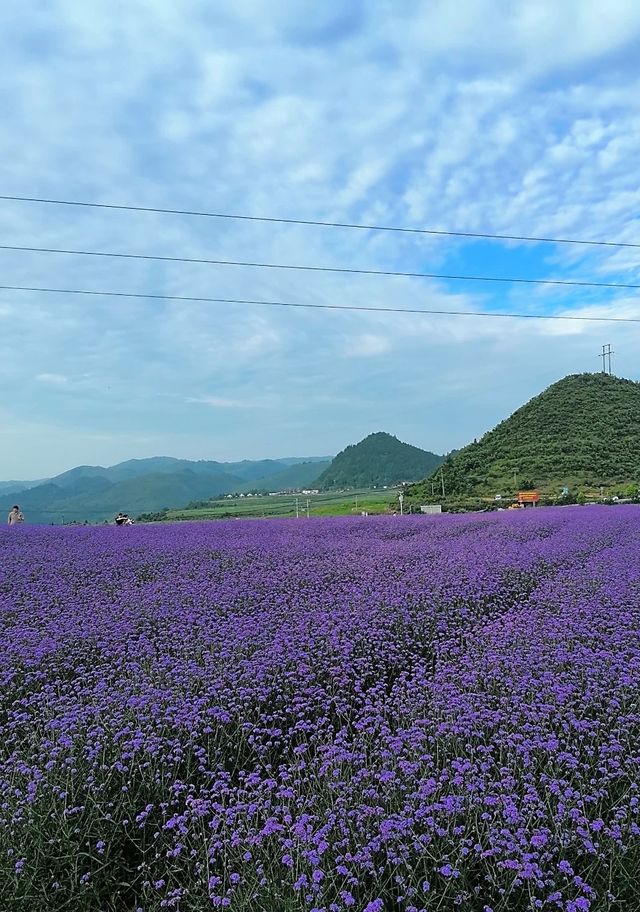 闖入普羅旺斯的紫色夢境～石門花海