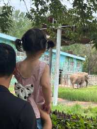 秦嶺野生動物園超全攻略