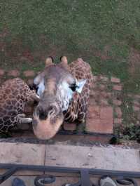 Unforgettable Stay at Giraffe Manor