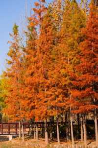 鄭州北龍湖紅杉樹美哭了|又是一年橙黃橘綠時