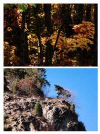 本溪楓葉「顏值巔峰」·【湖里畫家村】