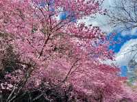 🌸 武陵農場櫻花季｜一場春天限定的粉紅盛宴