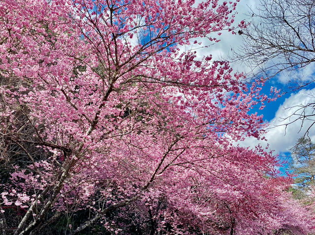 🌸 武陵農場櫻花季｜一場春天限定的粉紅盛宴