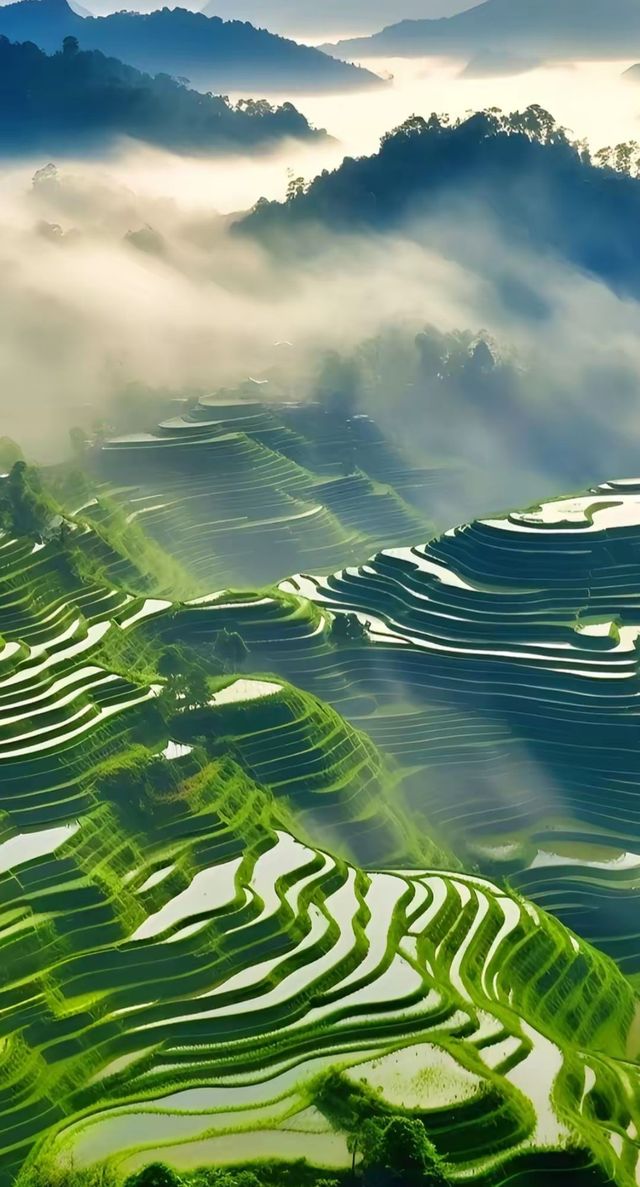 龍脊梯田雲端仙境