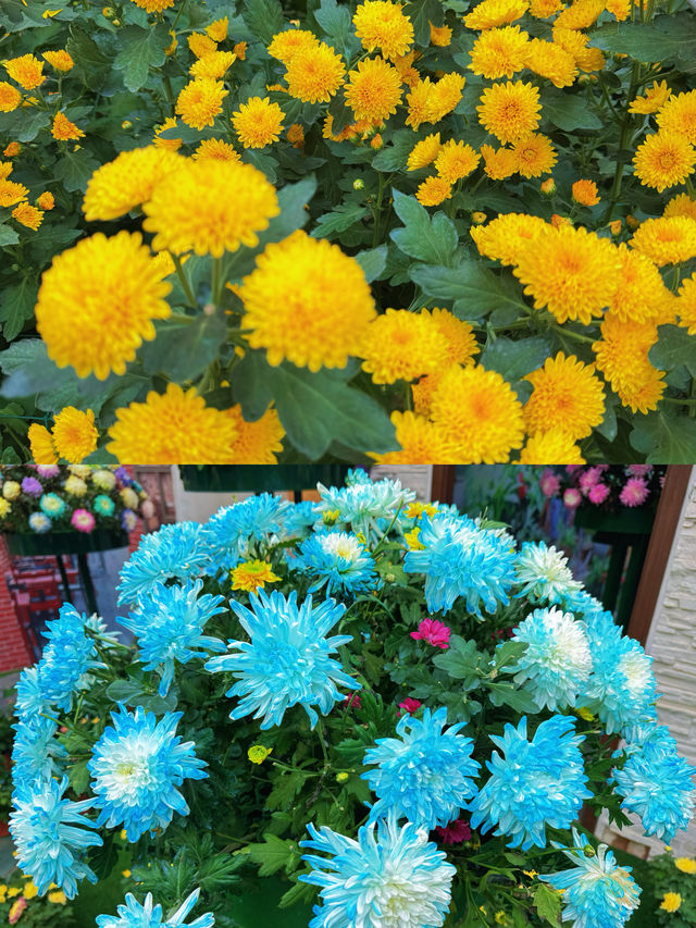 淮安白馬湖公園的菊花展