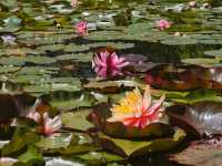 藍山腳下的秘密花園梅菲爾德絕美打卡攻略