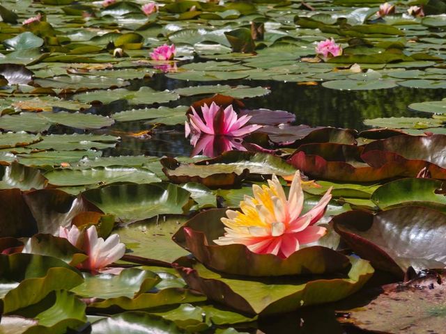 藍山腳下的秘密花園梅菲爾德絕美打卡攻略