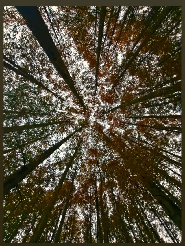 陝西絕美水上森林秋日限定版仙境風景！