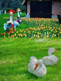 【南京綠博園大揭秘！你不知道的隱藏寶藏，絕對讓你驚喜連連！】 大家好，我是你們的旅遊探秘小達人