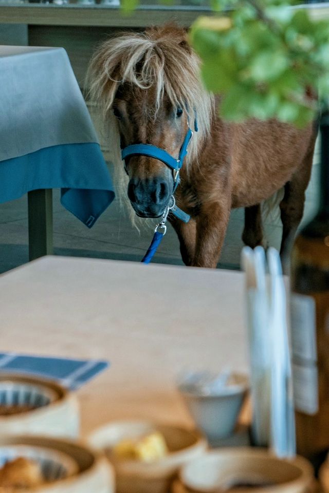 住進長白山鹿苑裡!睡醒就被小鹿包圍,冬季限定浪漫! 住進長白山鹿苑裡!睡醒就被小鹿包圍,冬季限定浪漫!