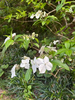 A Pleasant Nature Hike with Cable Car Fun