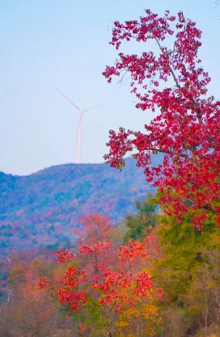 畔山酒店藏秋日頂流，紅葉茶花拍滿治癒大片