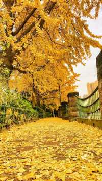 成都秋色指南：銀杏、紅楓與市井煙火交織的浪漫