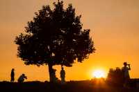 南京的樹正在刷屏