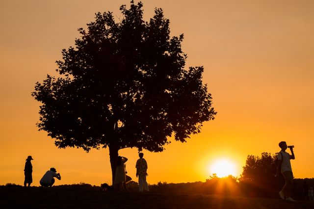 南京的樹正在刷屏