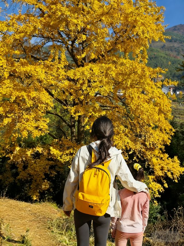 市區1h+達 深秋杭州這個古村落美到失語