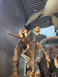 Shanghai Natural History Museum: Dinosaur Vibes & Stunning Artwork 🦖🦋