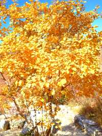 「坡峰嶺紅葉秘境·北京秋日天花板」