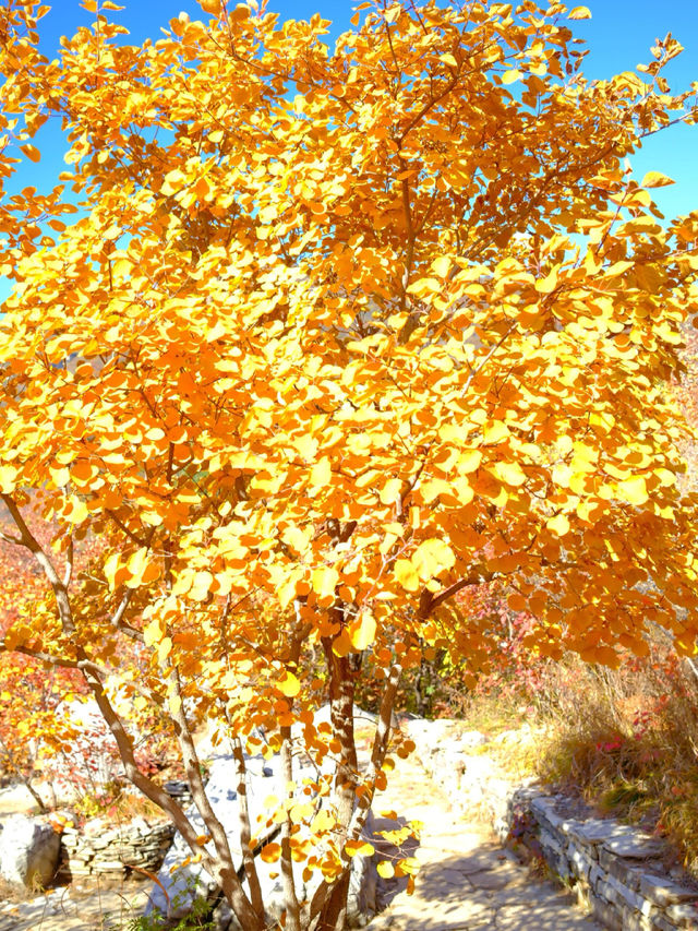「坡峰嶺紅葉秘境·北京秋日天花板」