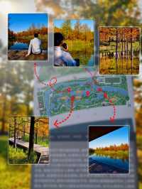 滬上「小喀納斯」| 這片紅杉森林驚艷到我最近被三林濱江森林公園