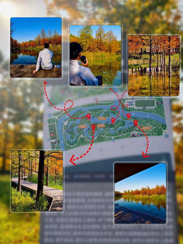 滬上「小喀納斯」| 這片紅杉森林驚艷到我最近被三林濱江森林公園