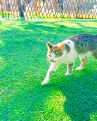 好想在海邊定居，雖然魚腥味有點重