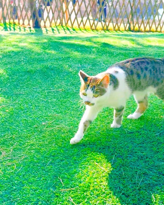 好想在海邊定居，雖然魚腥味有點重