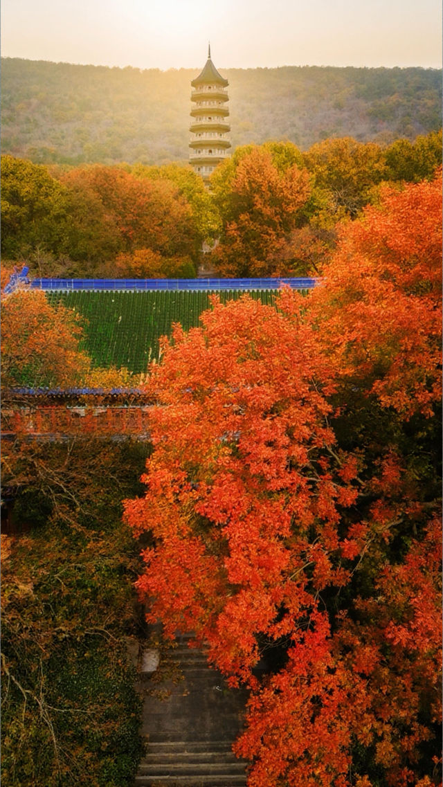 南京靈谷寺賞秋秘境