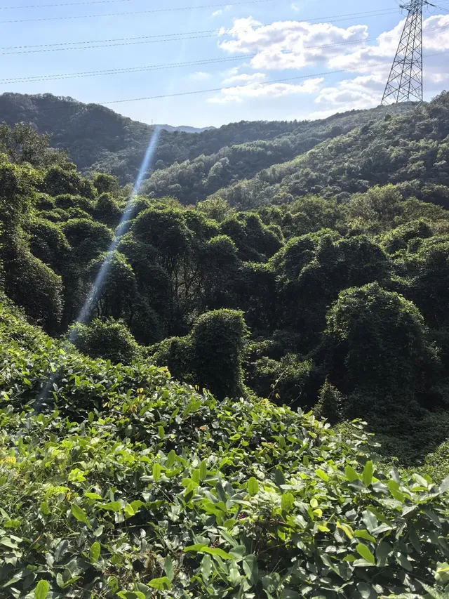 寧波徒步 | 山海徑，烽火台，風車路
