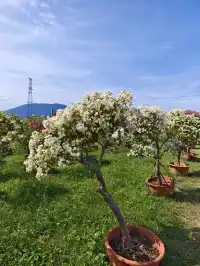 南灣花鎮，一定要來！！！