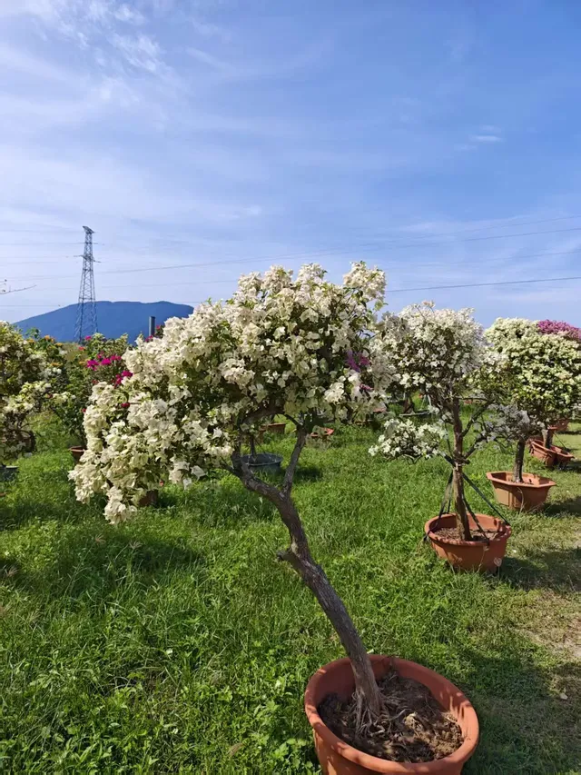 南灣花鎮，一定要來！！！