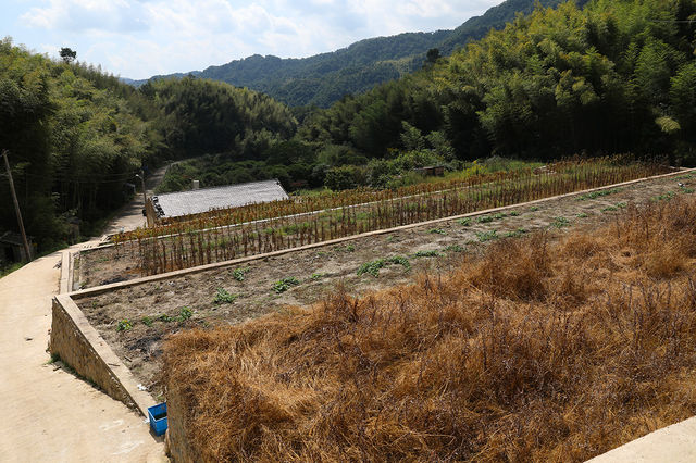 很有意思的村莊，豬頭嶺村？消失的世外桃源