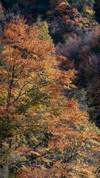 陝西小九寨！黃柏塬2日遊超全攻略