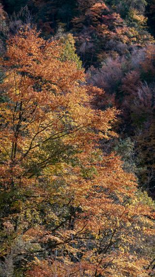 Little Jiuzhaigou of Shaanxi! Complete 2-Day Travel Guide to Huangbaiyuan