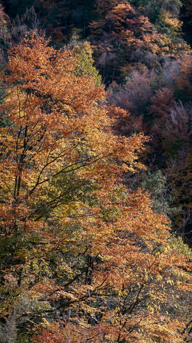 陝西小九寨！黃柏塬2日遊超全攻略