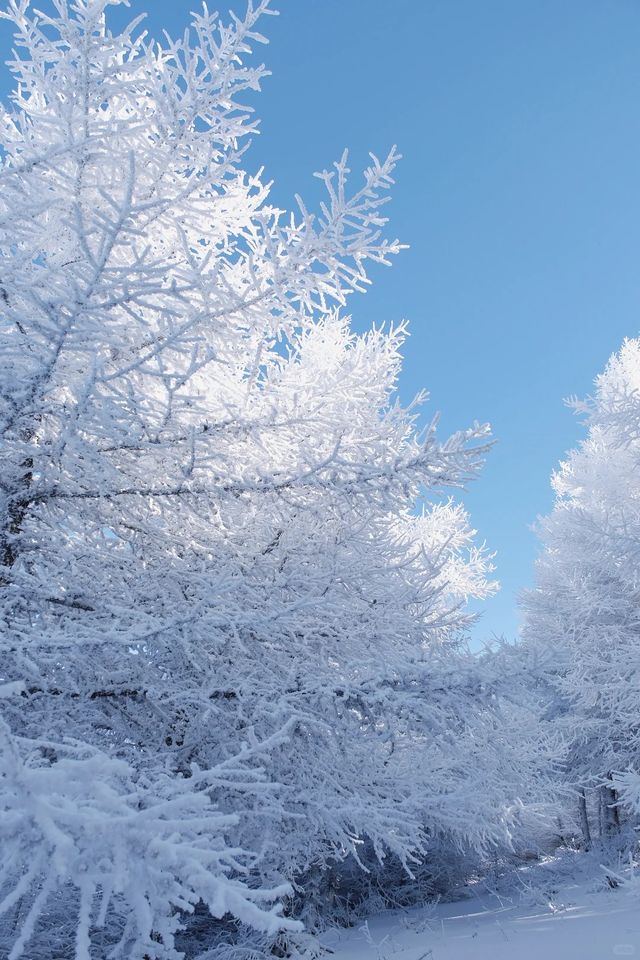 北京周邊藏了個冰雪王國?它叫樺皮嶺!! 北京周邊藏了個冰雪王國?它叫樺皮嶺!!