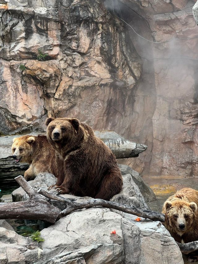 2025長隆海洋公園攻略|1日親子遛娃+必刷項目全指南 2025長隆海洋公園攻略|1日親子遛娃+必刷項目全指南