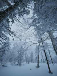 帶娃追雪天花板！雪谷這家美宿承包冬日快樂