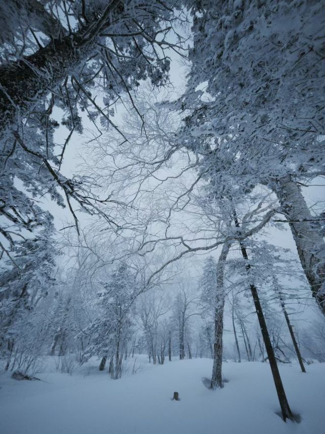 帶娃追雪天花板！雪谷這家美宿承包冬日快樂