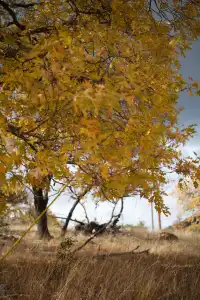 “南加無秋？”我不這麼認為喔