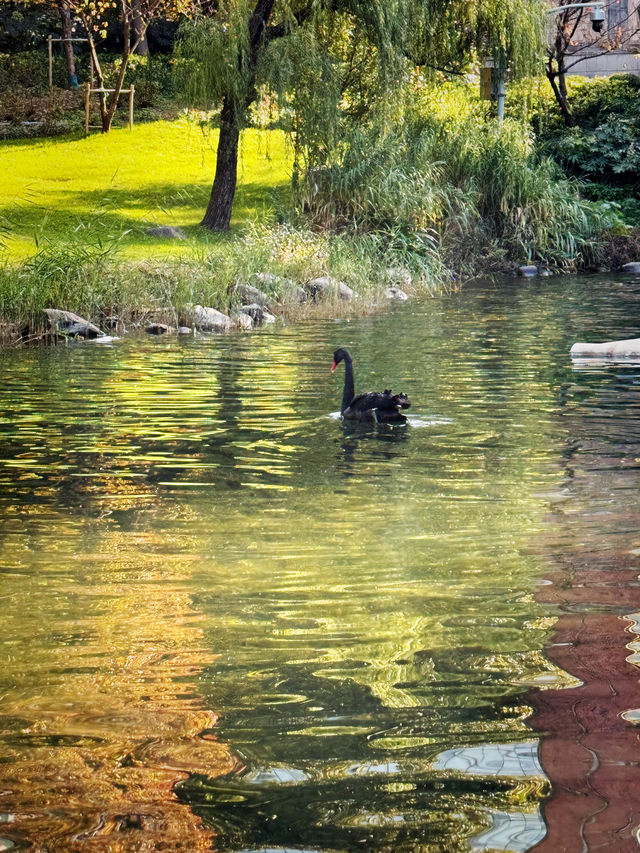 都市中的秋日詩篇 都市中的秋日詩篇
