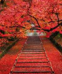 日本賞楓全攻略從北海道到九州，私藏這樣打卡最絕美！