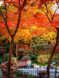 又是一年楓葉紅時魯迅公園賞楓攻略來啦！