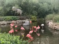 北京大興野生動物園-值得N刷