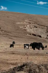 塔公草原 雅拉雪山下的咖啡屋
