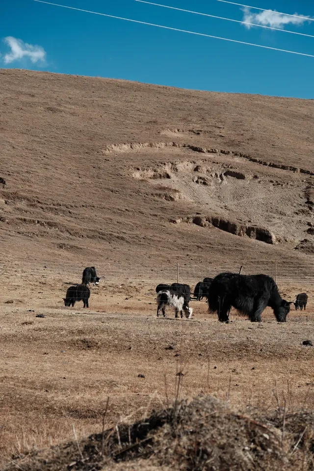 塔公草原 雅拉雪山下的咖啡屋