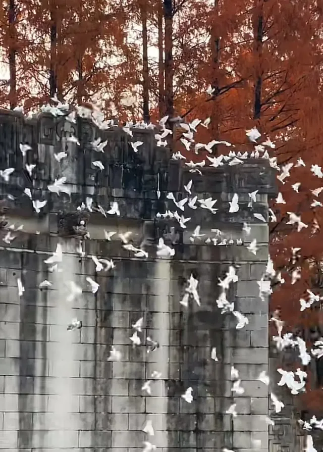 南京賞秋拍照路線旅遊攻略