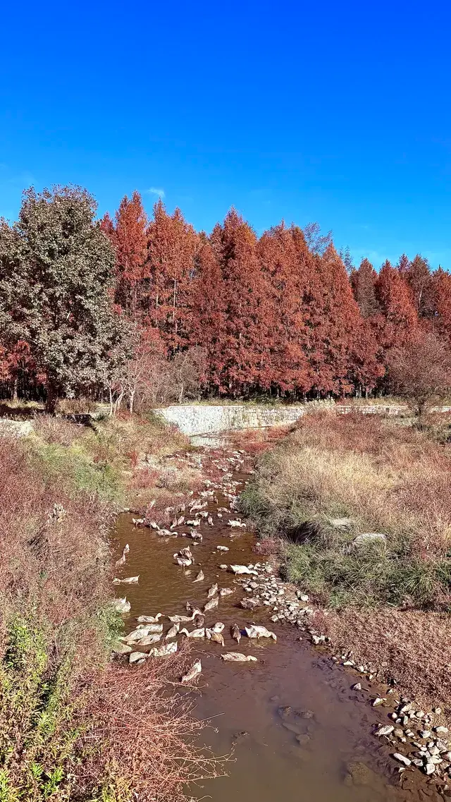 塔川宏村盧村奇墅湖秋景一日攻略 塔川宏村盧村奇墅湖秋景一日攻略